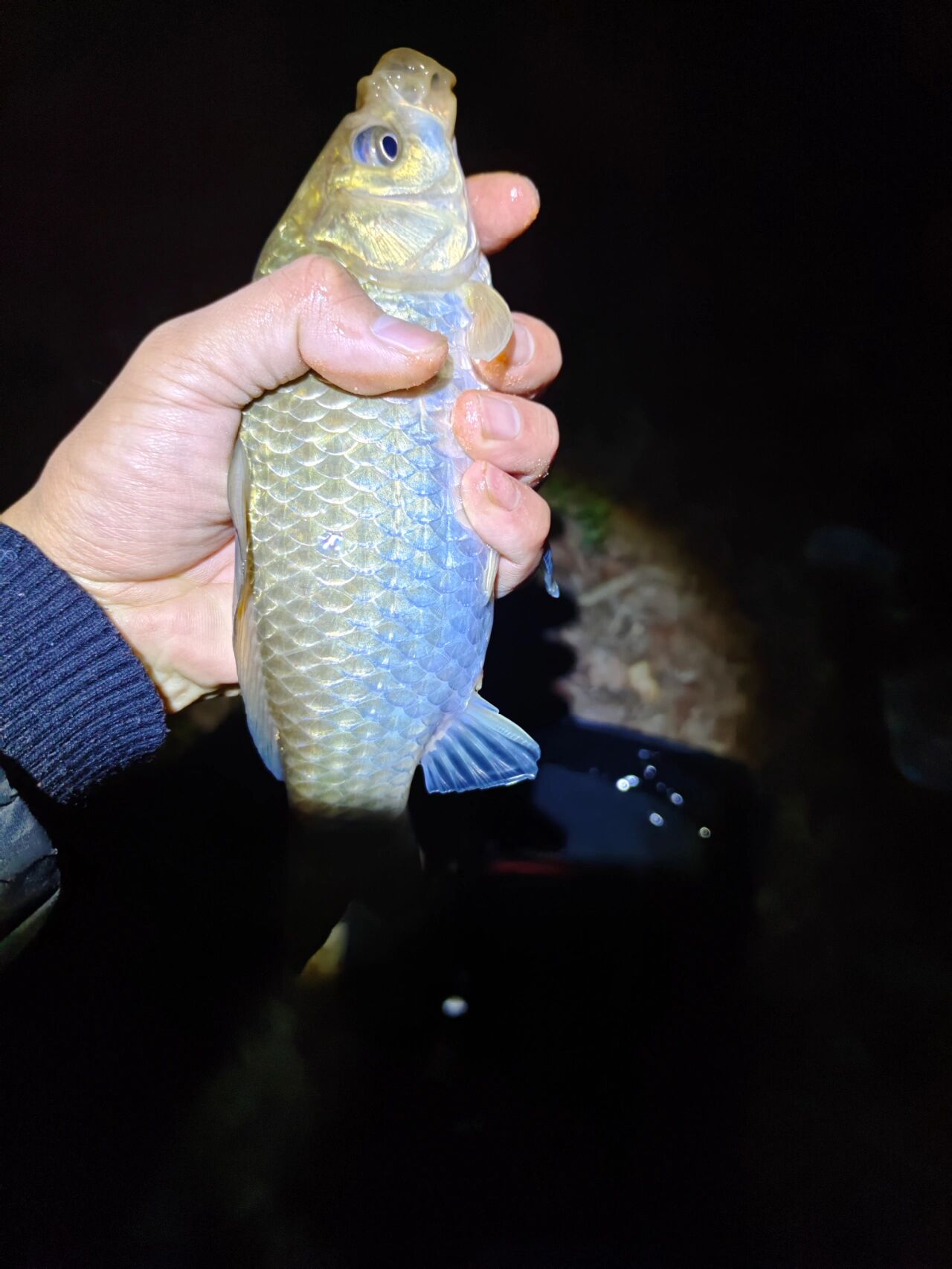 4月水库晚上钓鱼技巧(四月份几点钓鱼好) 4月水库晚上钓鱼技巧(四月份几点钓鱼好)