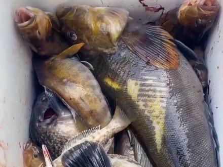 船上海钓线乱跑(船上海钓鲈鱼技巧) 船上海钓线乱跑(船上海钓鲈鱼技巧)