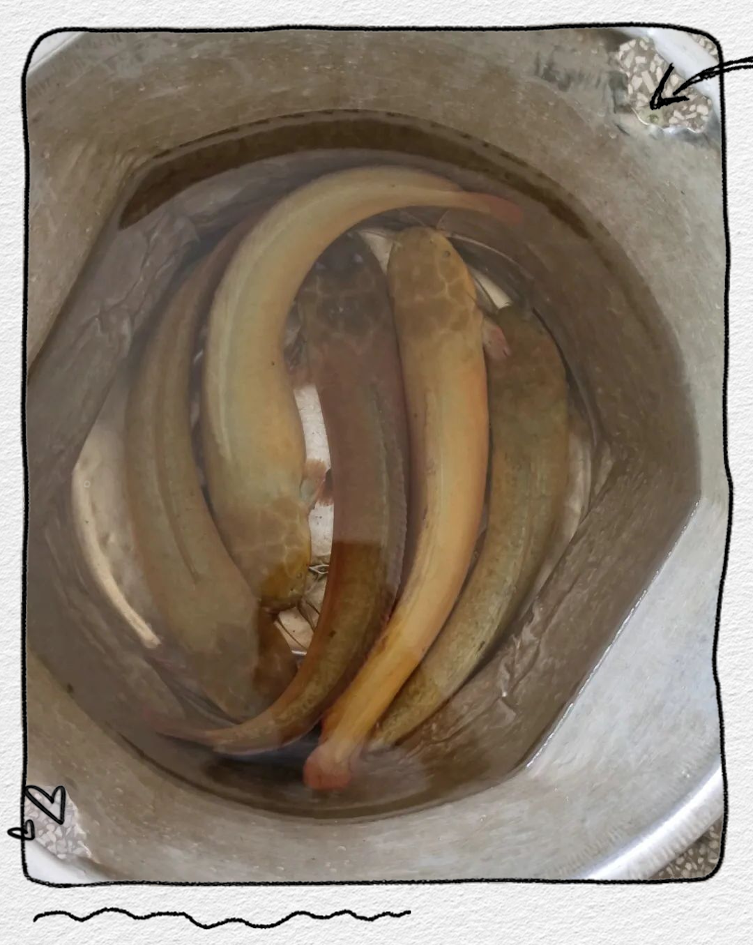 小溪塘角鱼钓鱼技巧(野钓塘角鱼视频) 小溪塘角鱼钓鱼技巧(野钓塘角鱼视频)