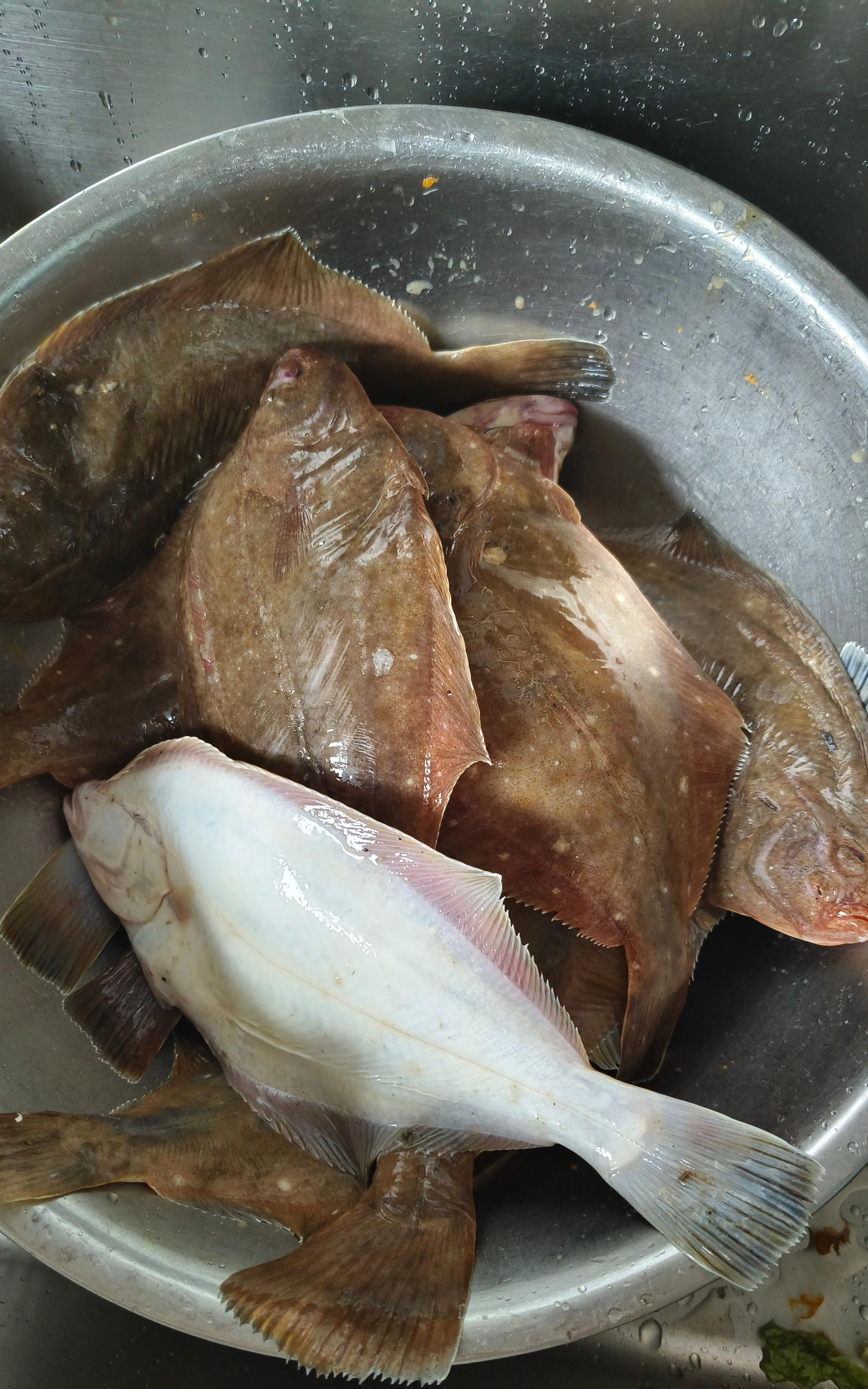 偏口鱼能路亚(路亚新手为啥钓不到鱼)