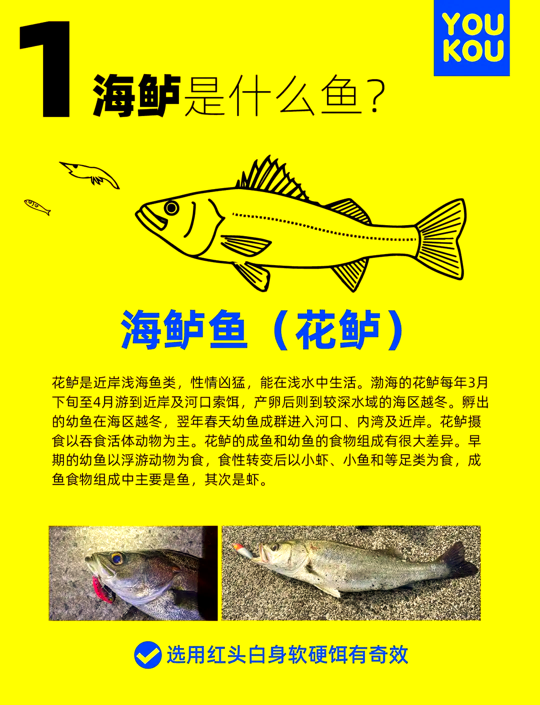 路亚钓海鲈鱼技巧(路亚海鲈钓法) 路亚钓海鲈鱼技巧(路亚海鲈钓法)