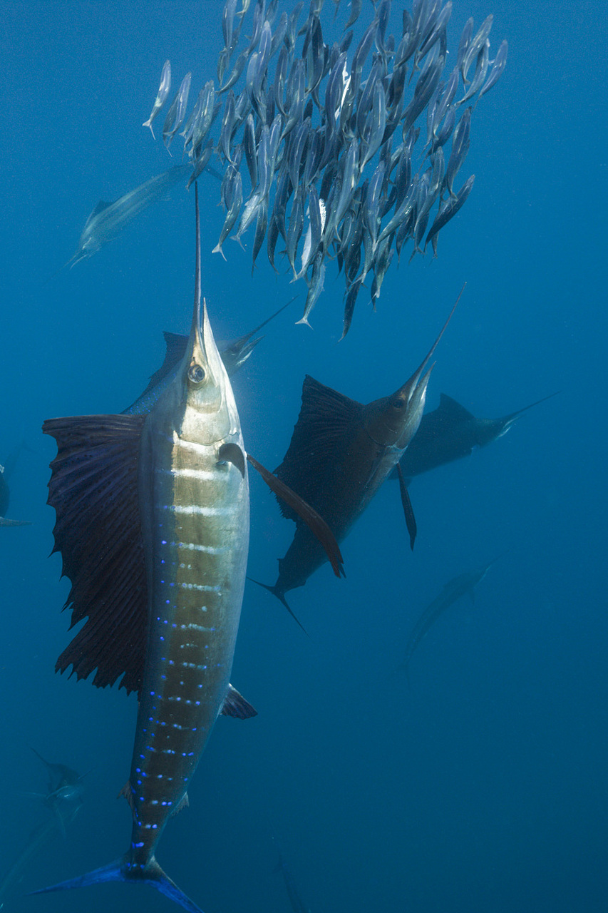 海钓300斤大型旗鱼(旗鱼钓鱼艇) 海钓300斤大型旗鱼(旗鱼钓鱼艇)