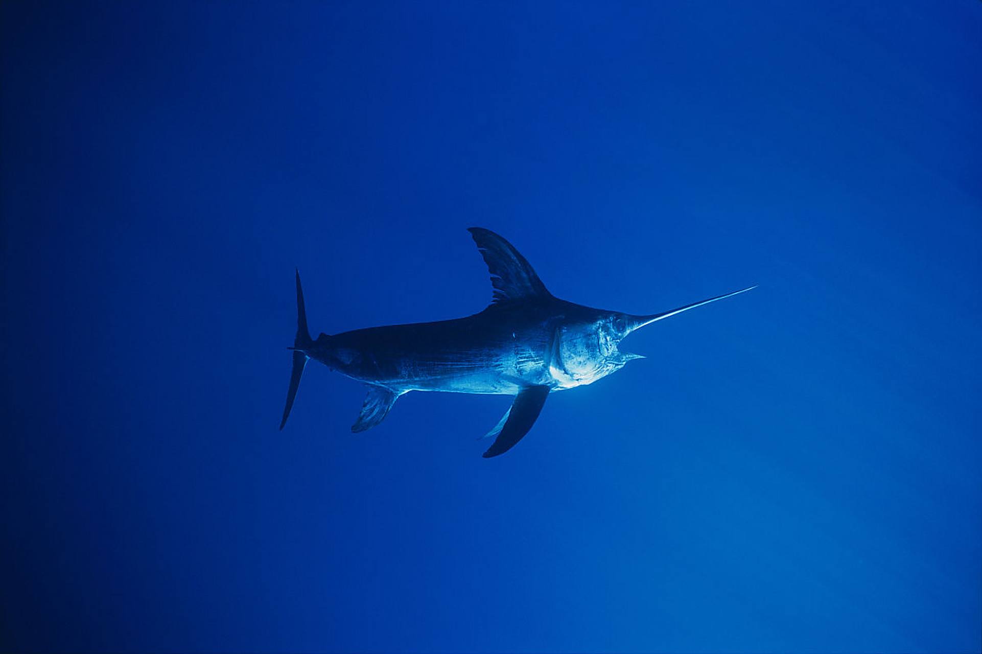 海钓300斤大型旗鱼(旗鱼钓鱼艇) 海钓300斤大型旗鱼(旗鱼钓鱼艇)