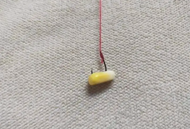 玉米饵料挂钩(玉米挂饵怎么调漂) 玉米饵料挂钩(玉米挂饵怎么调漂)