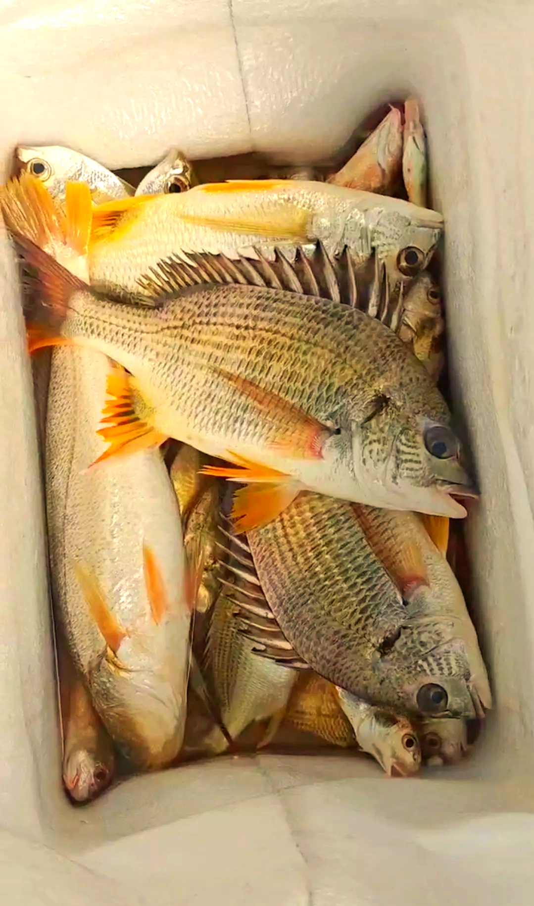 惠阳海钓(惠阳海钓 绿道) 惠阳海钓(惠阳海钓 绿道)