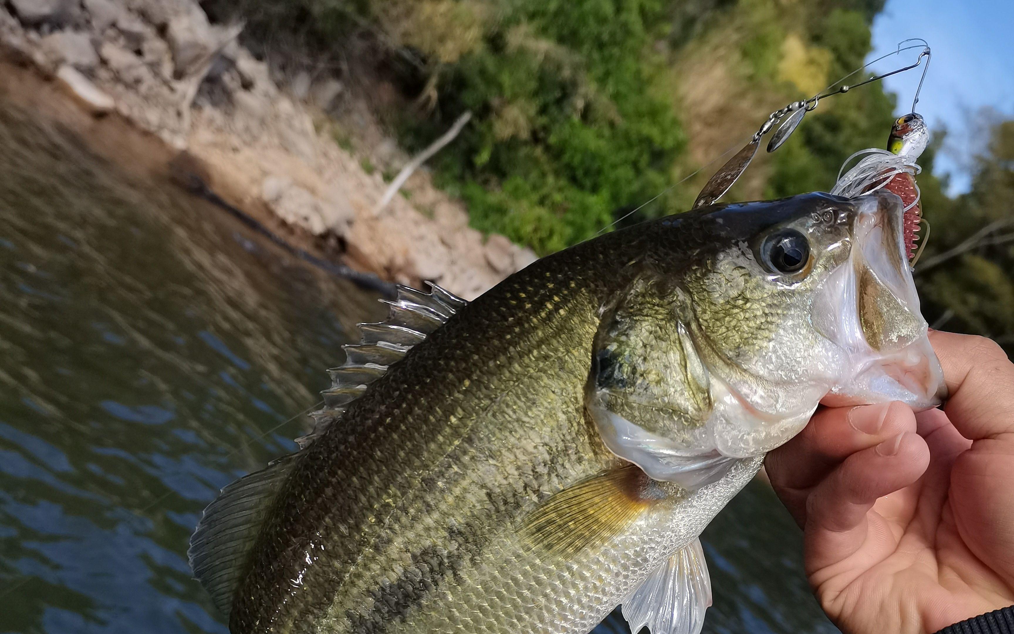 饵料钓不上来(饵料不上钩什么原因)