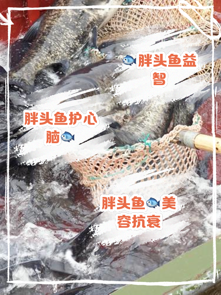 海钓胖头鱼窍门(海竿钓胖头鱼视频) 海钓胖头鱼窍门(海竿钓胖头鱼视频)