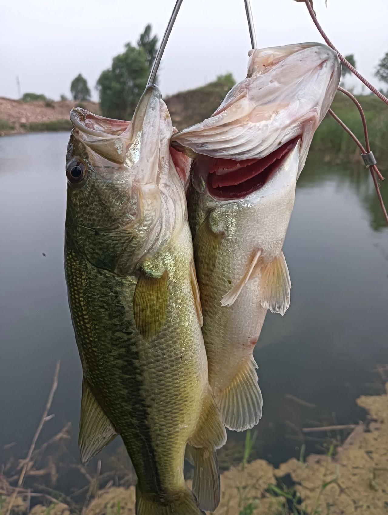 滁州水库路亚(滁州市十大水库) 滁州水库路亚(滁州市十大水库)