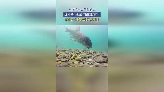 饵料吃水(饵料水多了怎么办) 饵料吃水(饵料水多了怎么办)