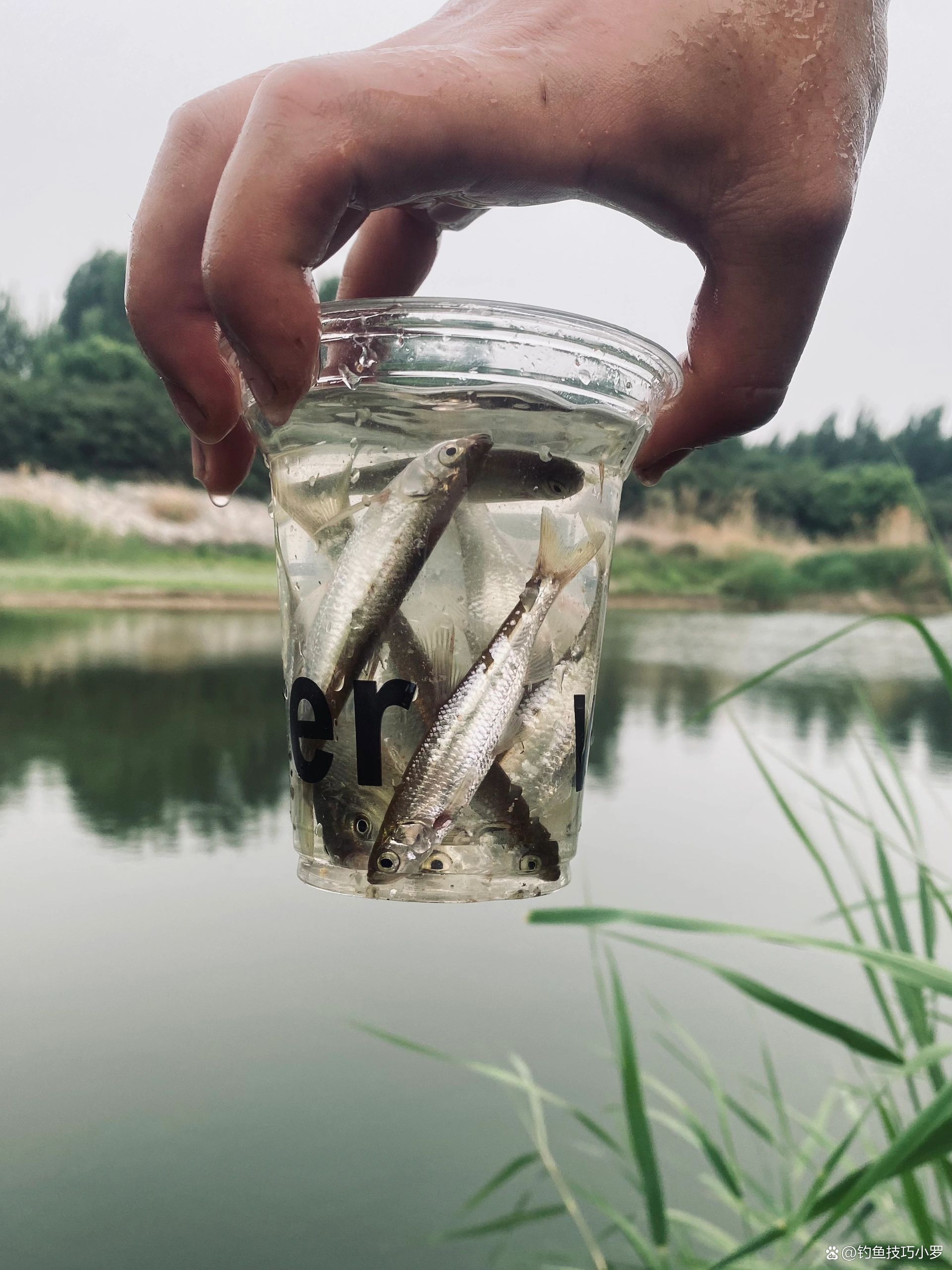 饵料吃水(饵料水多了怎么办) 饵料吃水(饵料水多了怎么办)
