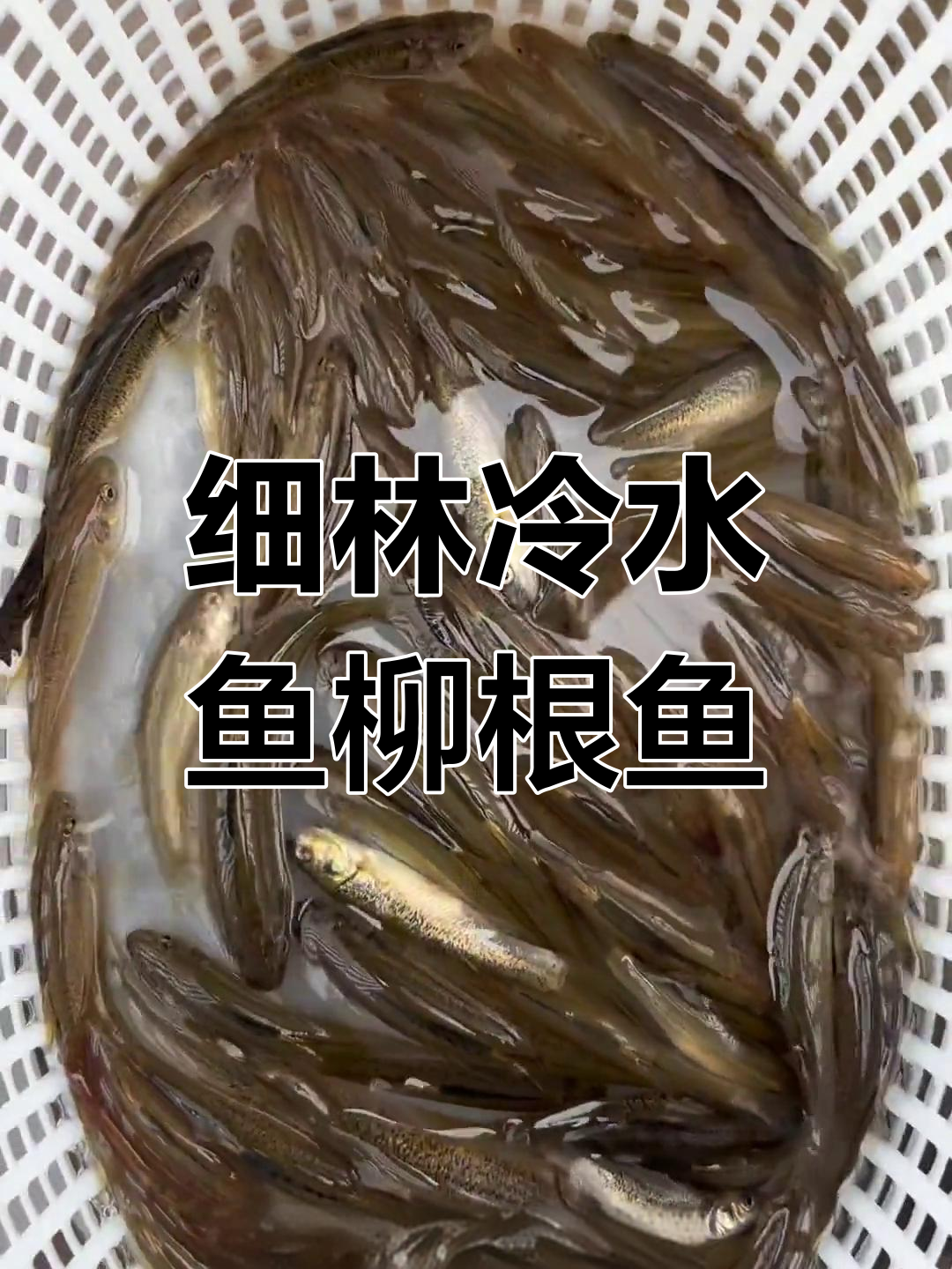 柳根鱼路亚(钓柳根鱼钓底还是钓浮) 柳根鱼路亚(钓柳根鱼钓底还是钓浮)