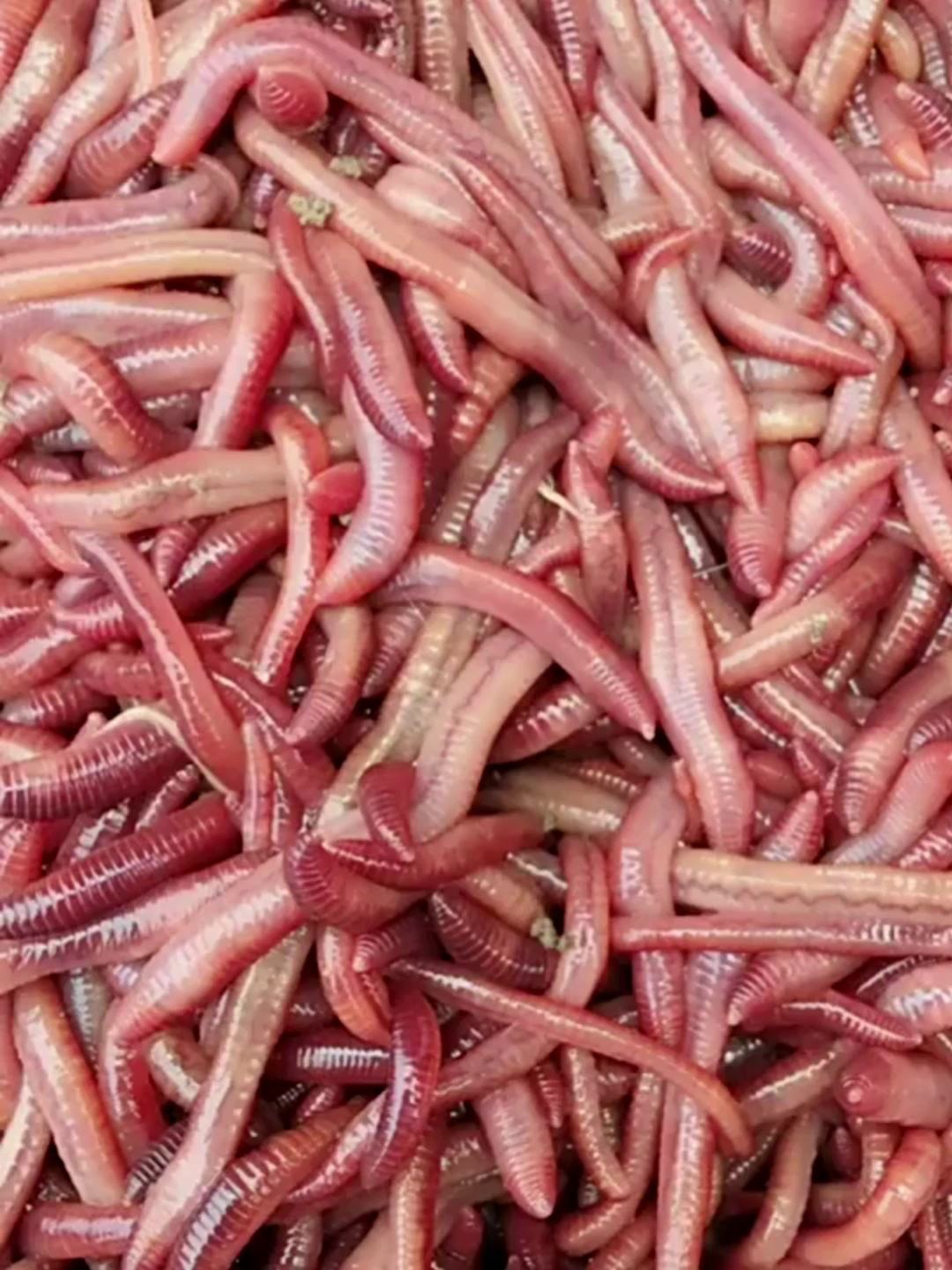 渔具店怎么都不卖红虫(一般渔具店有红虫卖么) 渔具店怎么都不卖红虫(一般渔具店有红虫卖么)