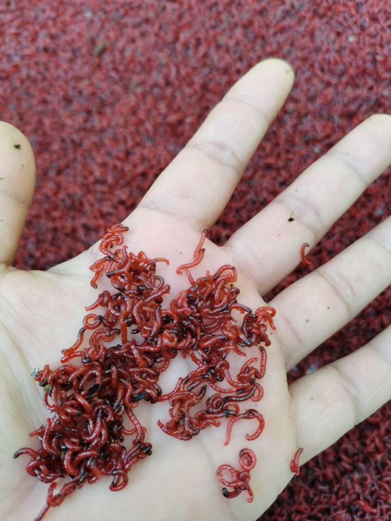 渔具店怎么都不卖红虫(一般渔具店有红虫卖么) 渔具店怎么都不卖红虫(一般渔具店有红虫卖么)