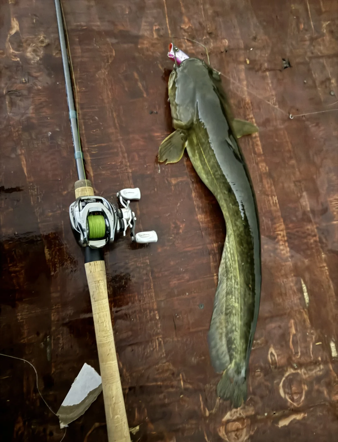 路亚浮钓鲶鱼(路亚鲶鱼钓法) 路亚浮钓鲶鱼(路亚鲶鱼钓法)