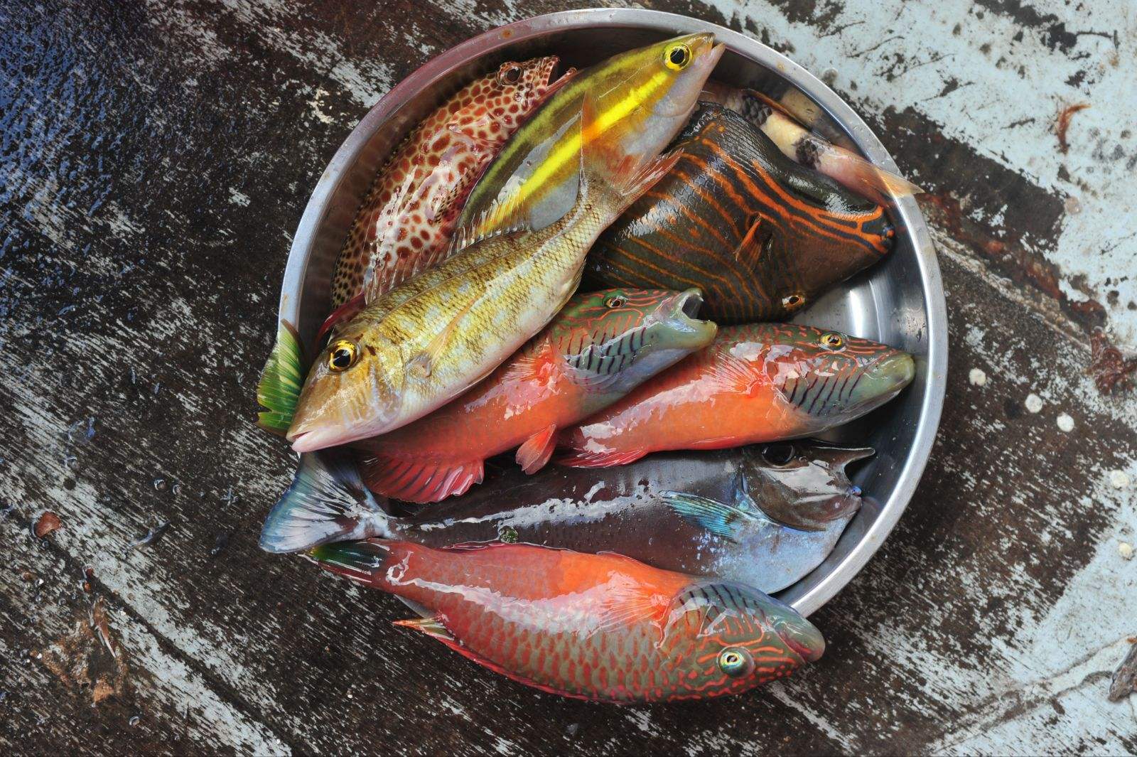 海钓黄岐鱼技巧(钓黄脚腊最好的饵料) 海钓黄岐鱼技巧(钓黄脚腊最好的饵料)