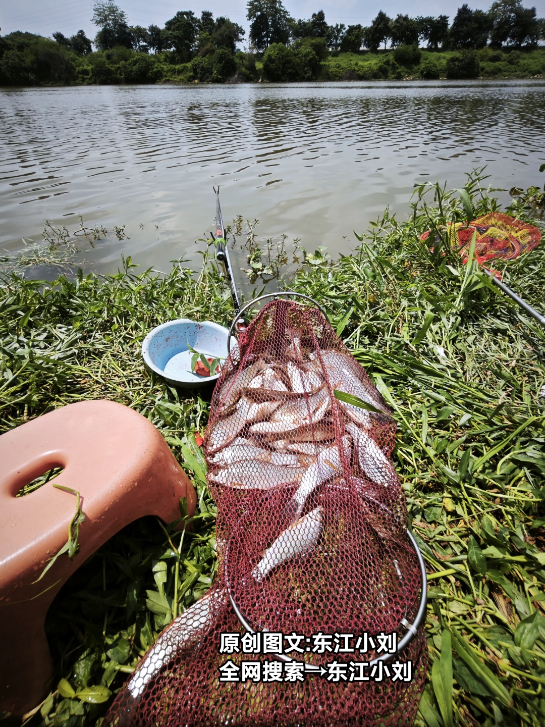 秋钓麦鲮技巧(钓麦鱼必杀) 秋钓麦鲮技巧(钓麦鱼必杀)
