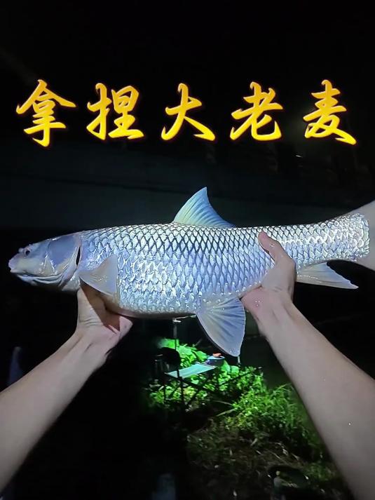 秋钓麦鲮技巧(钓麦鱼必杀) 秋钓麦鲮技巧(钓麦鱼必杀)