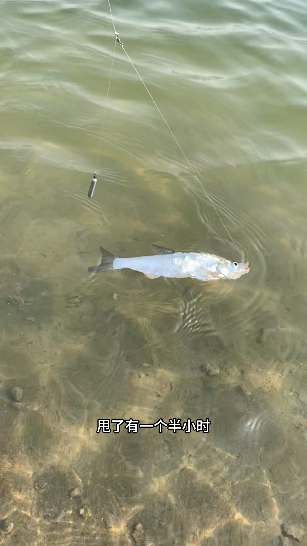 冬季广州路亚(广州路亚钓鱼攻略) 冬季广州路亚(广州路亚钓鱼攻略)