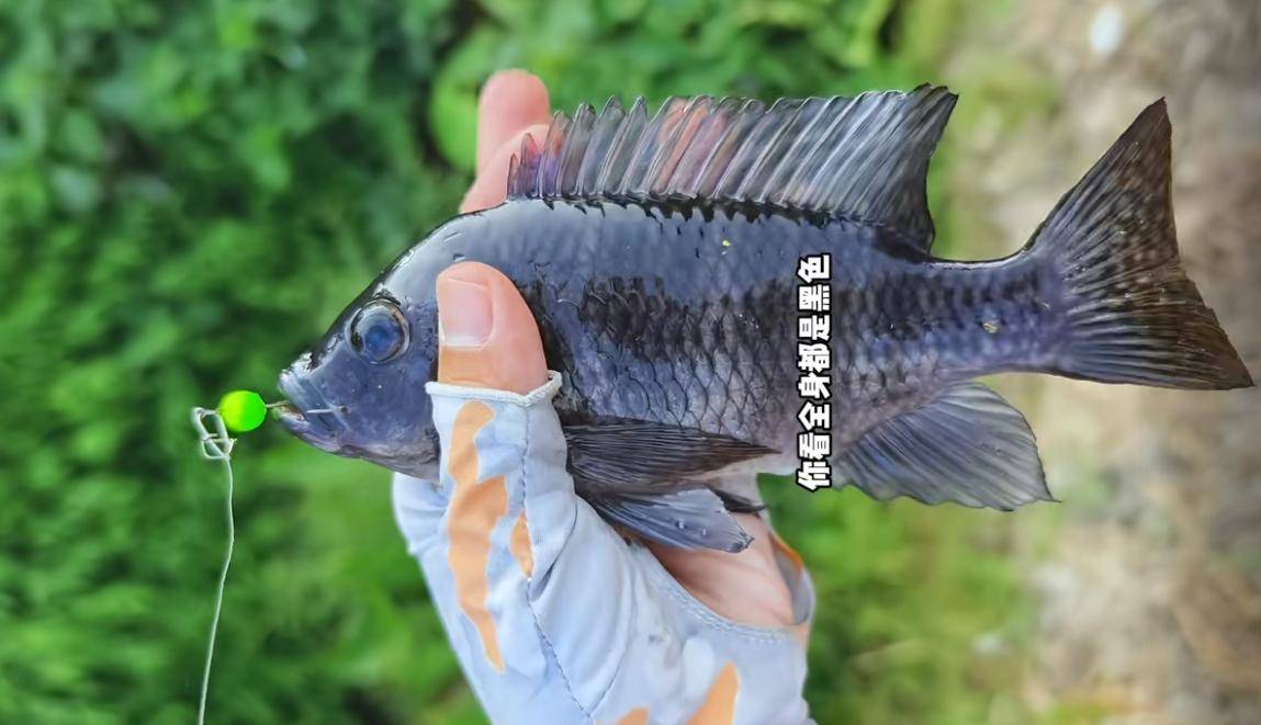 春钓罗非技巧(春钓罗非鱼) 春钓罗非技巧(春钓罗非鱼)