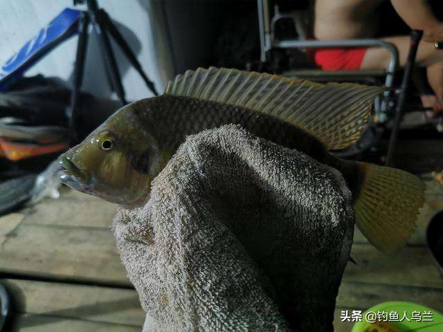 春钓罗非技巧(春钓罗非鱼) 春钓罗非技巧(春钓罗非鱼)