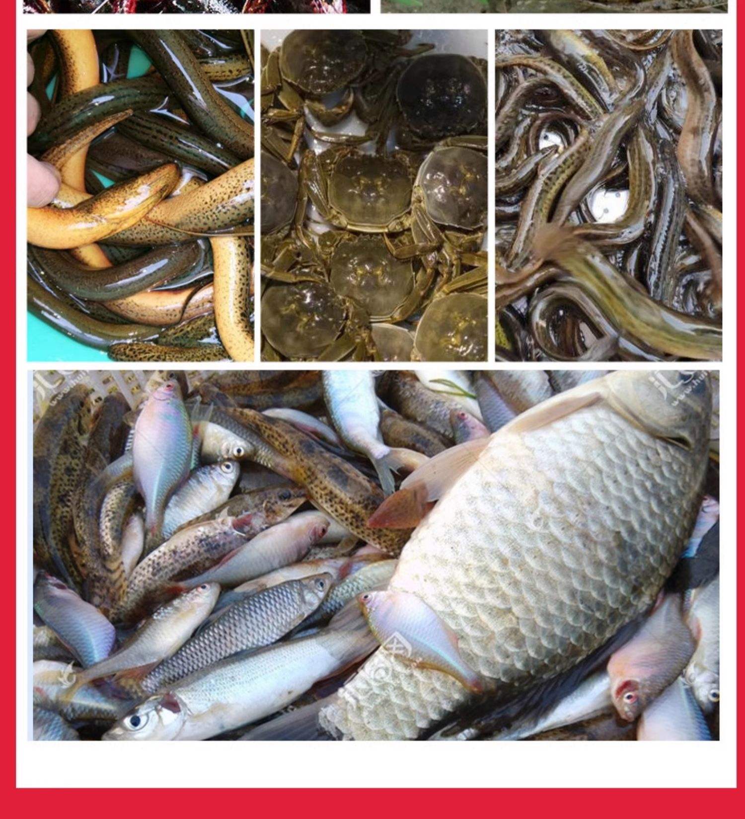 飞花饵料垃圾(飞花令大全100诗) 飞花饵料垃圾(飞花令大全100诗)