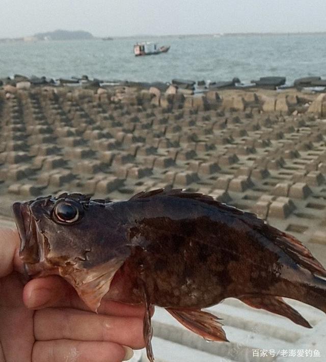 厦澎凹陷海钓(海钓大石斑鱼多少钱一斤)