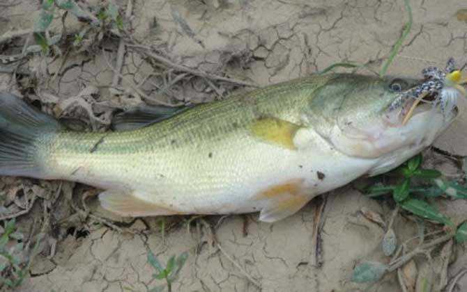 杭州湾海钓鲈鱼(杭州湾海钓鲈鱼的地方)