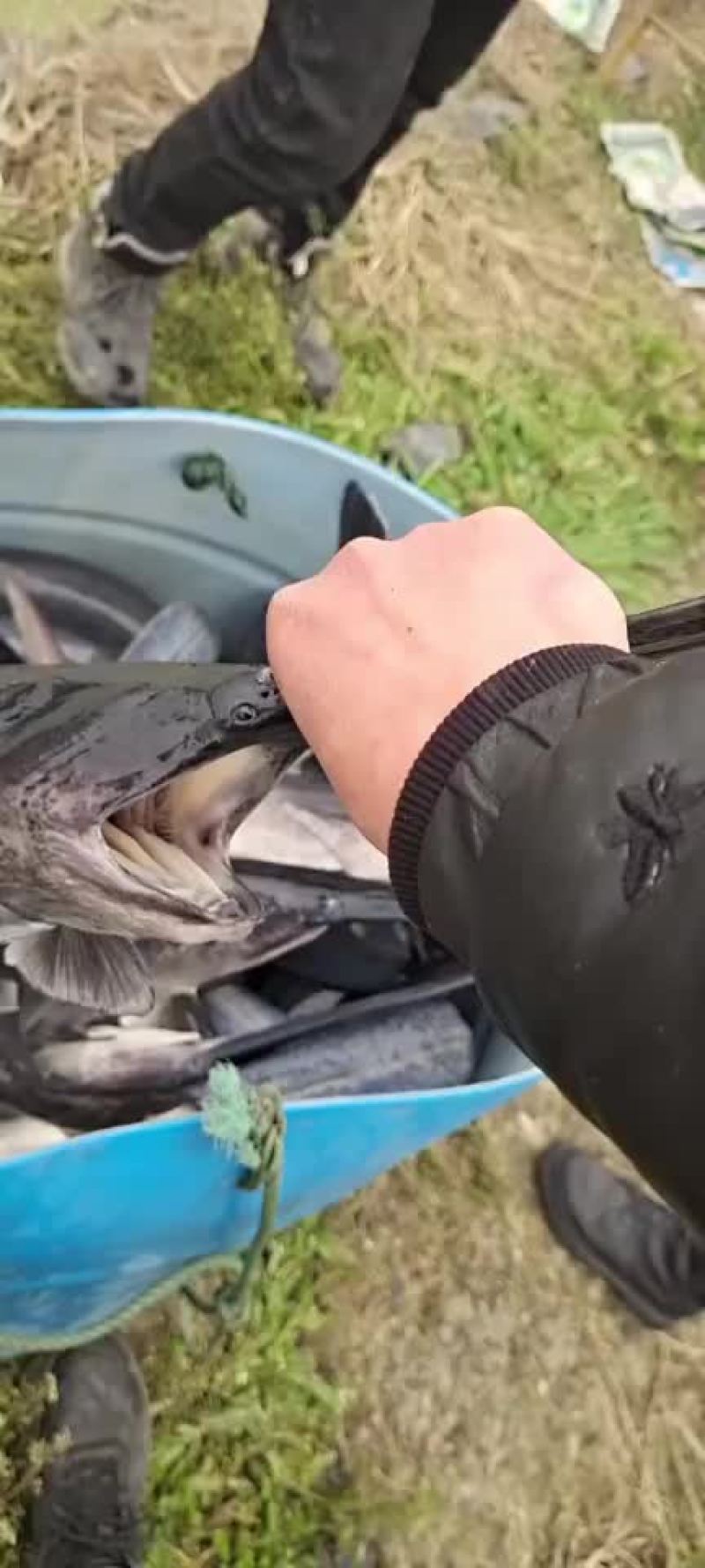 鸭嘴鱼怎么路亚(鸭嘴鱼怎么钓底还是钓底) 鸭嘴鱼怎么路亚(鸭嘴鱼怎么钓底还是钓底)