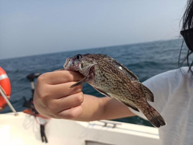 北戴河海钓点(北戴河哪里可以赶海抓螃蟹) 北戴河海钓点(北戴河哪里可以赶海抓螃蟹)