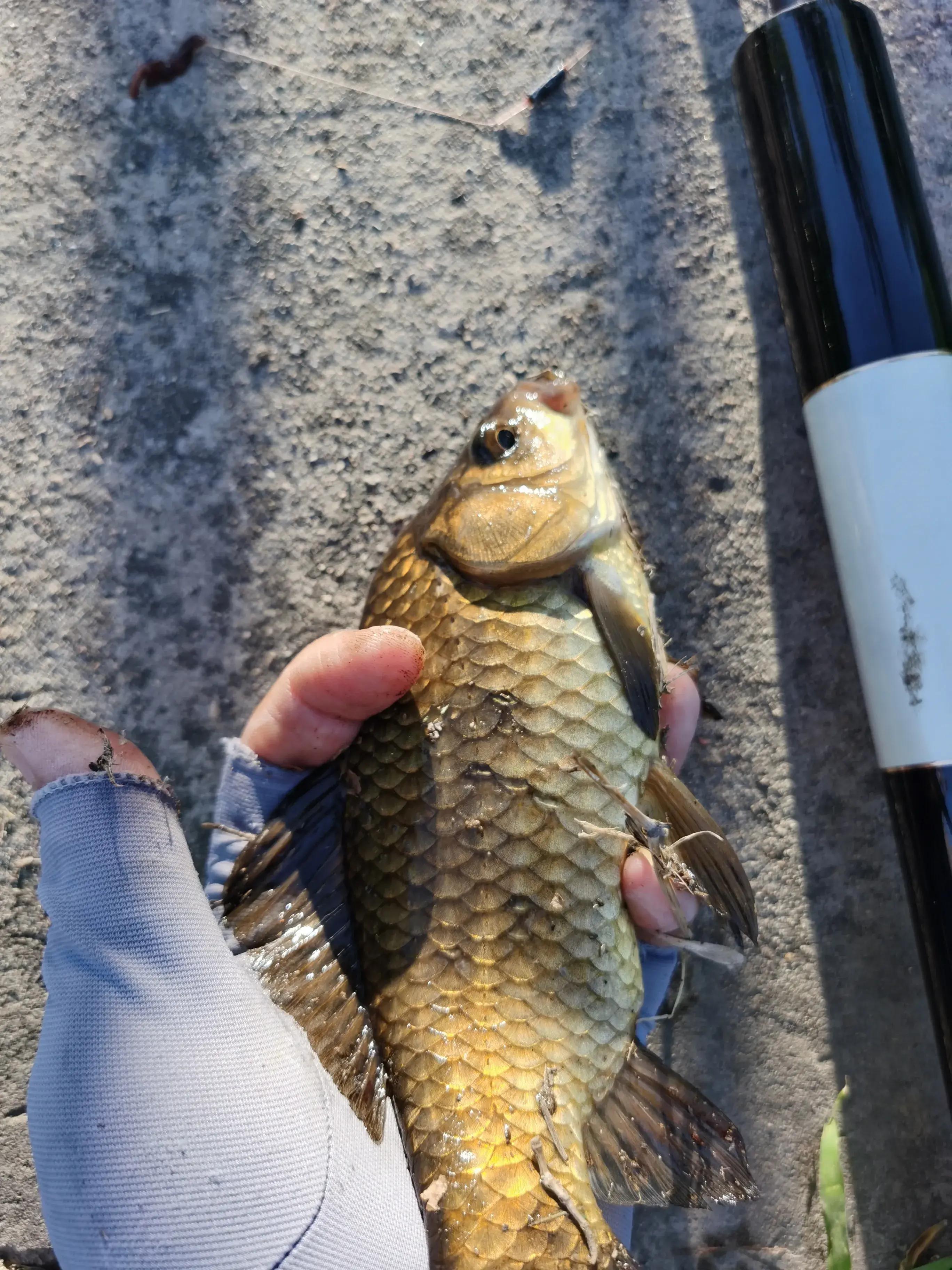 唐海钓鱼贴吧(唐海哪里可以钓螃蟹) 唐海钓鱼贴吧(唐海哪里可以钓螃蟹)