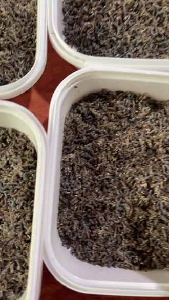 饵料里面带虫子(饵料里面带虫子怎么办)