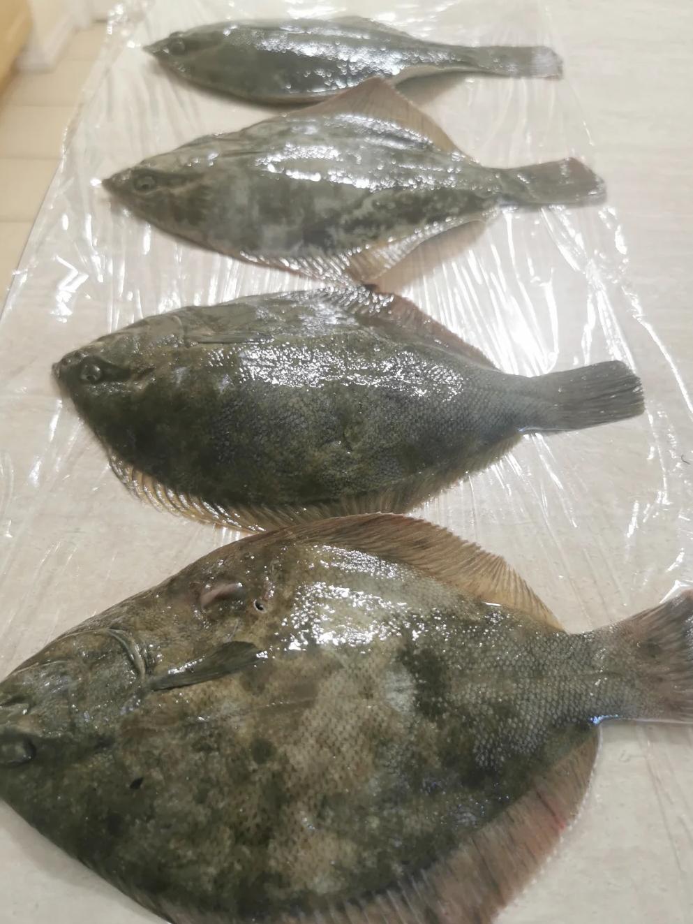 龙口海钓针鱼(龙口钓海鱼的地方?) 龙口海钓针鱼(龙口钓海鱼的地方?)