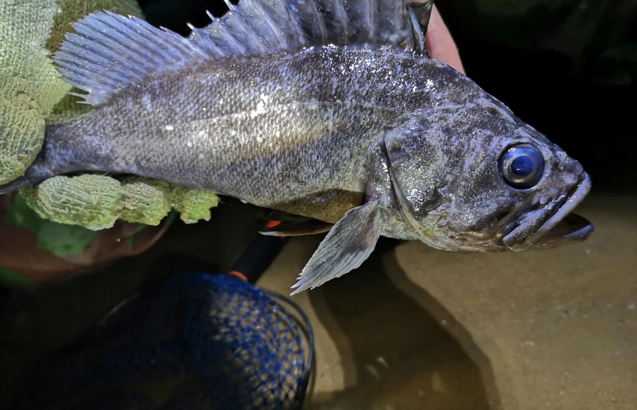 海钓发烧友糊涂(海钓现场) 海钓发烧友糊涂(海钓现场)
