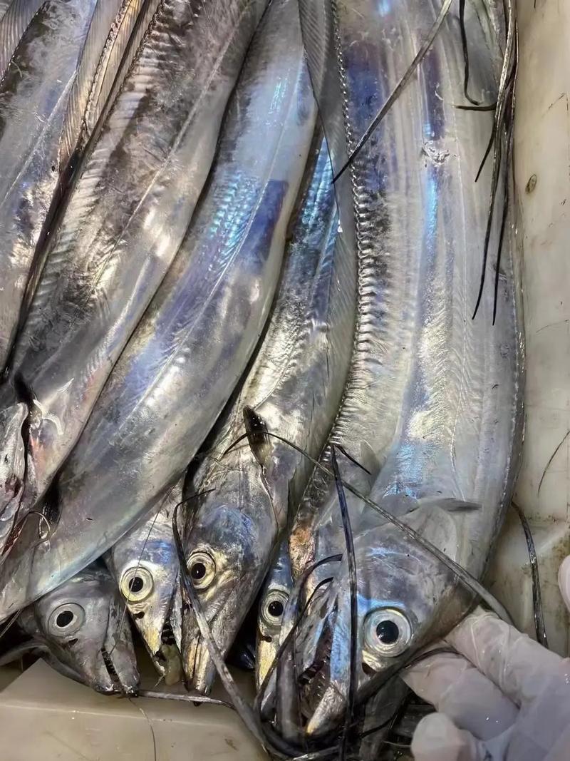 钓八带鱼视频海钓(赶海挖蛏子专用工具) 钓八带鱼视频海钓(赶海挖蛏子专用工具)