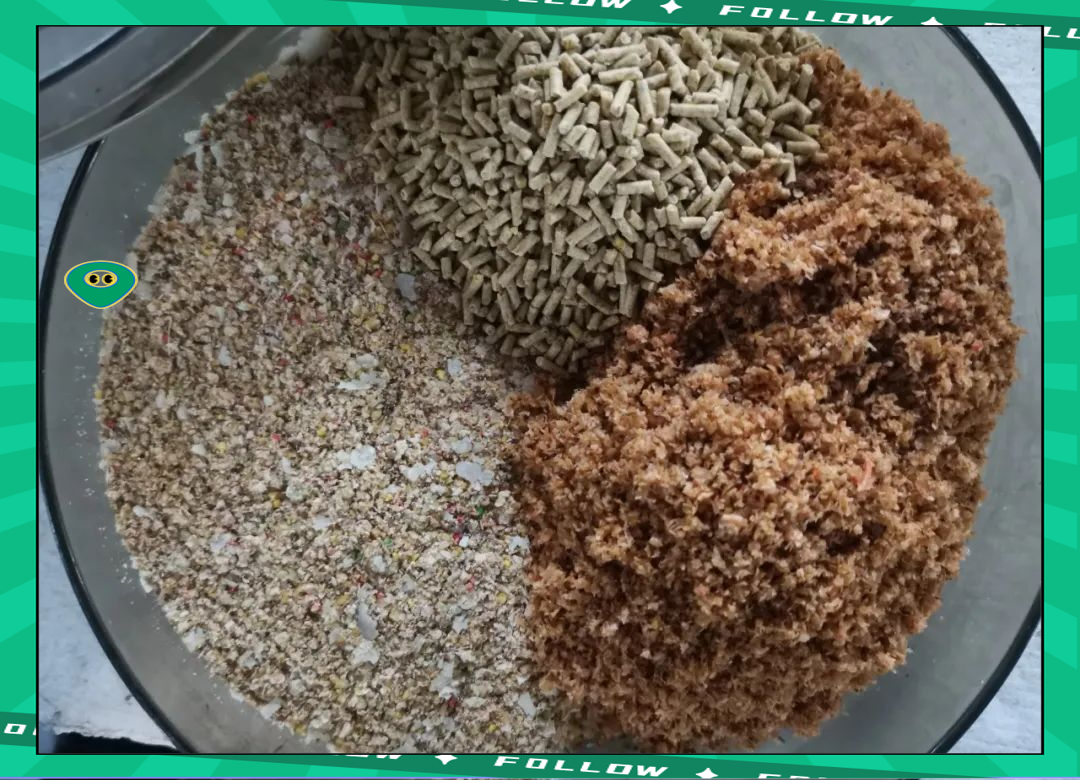 春天库钓鲤鱼饵料配方(春天钓水库鲤鱼用什么饵料效果好) 春天库钓鲤鱼饵料配方(春天钓水库鲤鱼用什么饵料效果好)