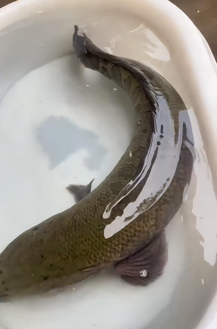 唐海钓黑鱼(海钓黑鲷沉底钓组图) 唐海钓黑鱼(海钓黑鲷沉底钓组图)