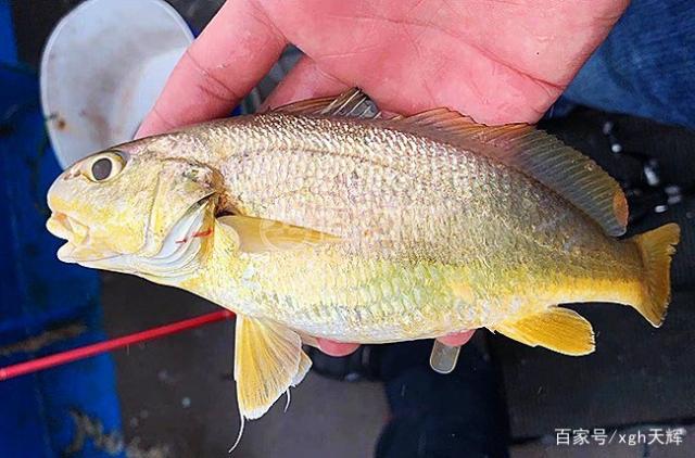 海钓皇姑鱼的钓法(钓皇姑鱼的钓组)