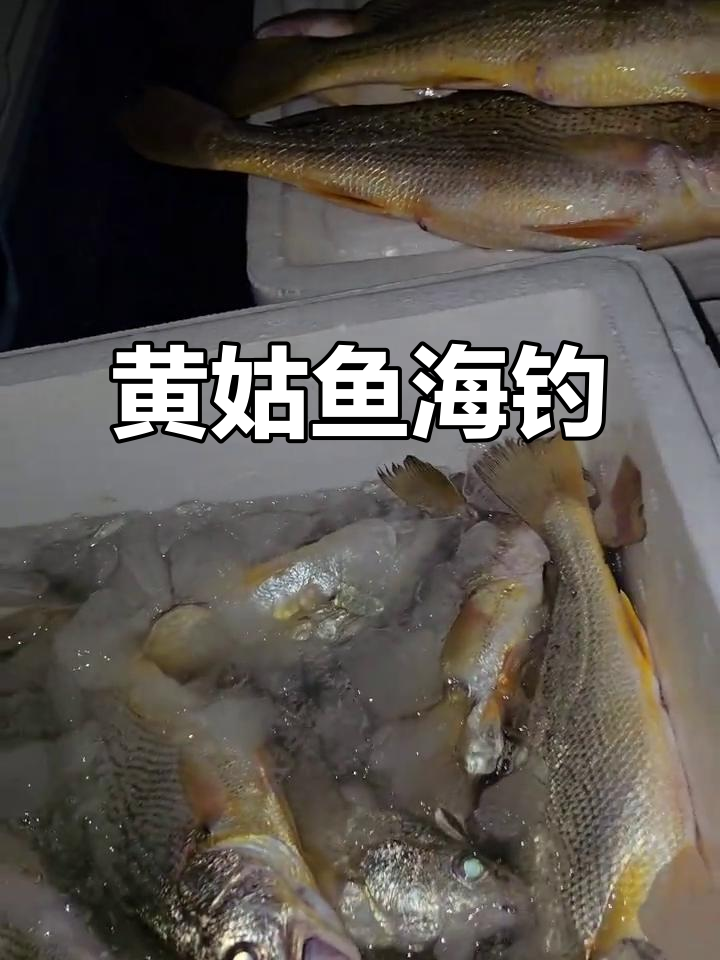 海钓皇姑鱼的钓法(钓皇姑鱼的钓组)