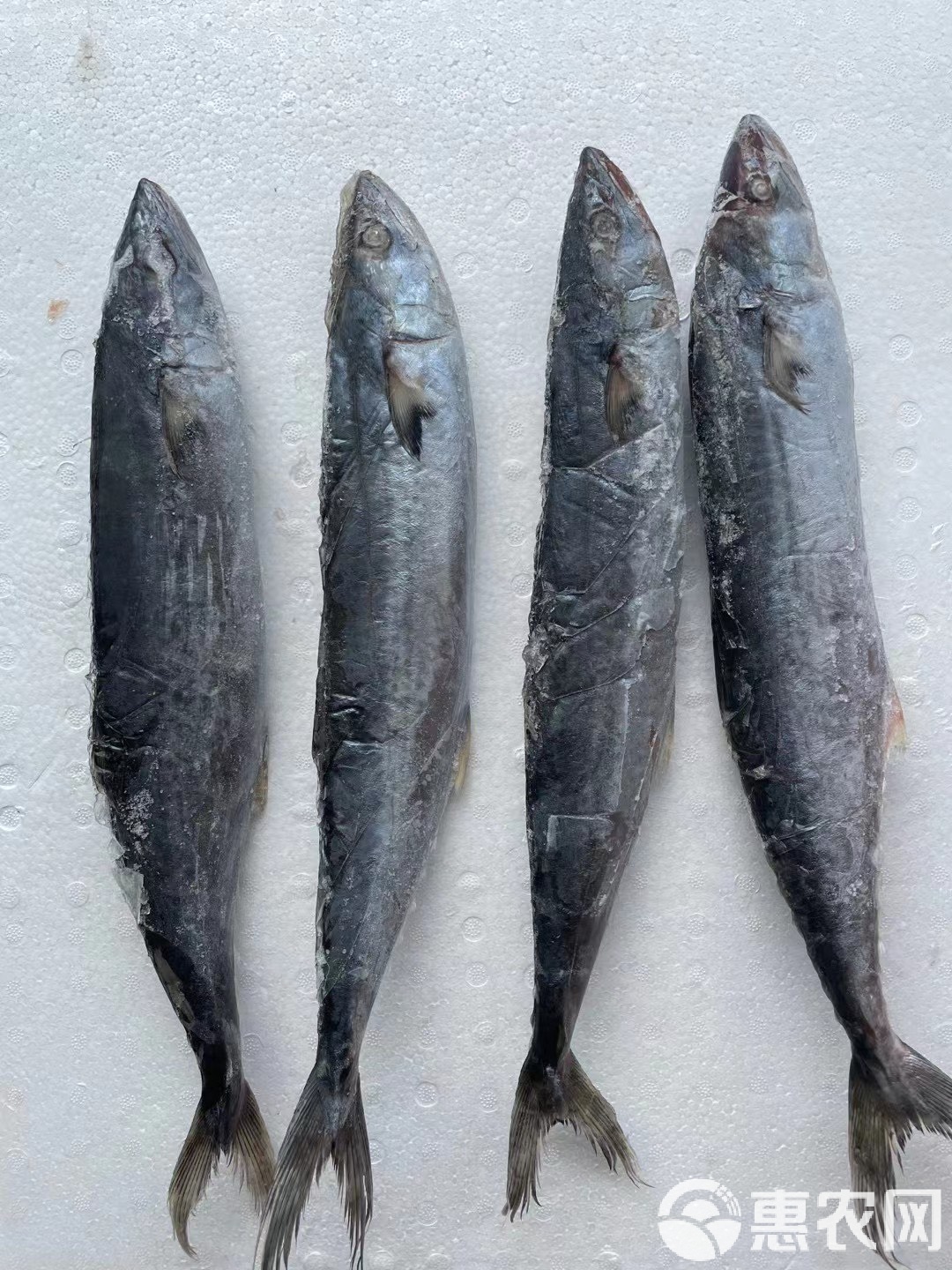 渤海钓颌针鱼(淡水颌针鱼) 渤海钓颌针鱼(淡水颌针鱼)