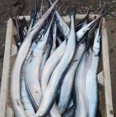 渤海钓颌针鱼(淡水颌针鱼) 渤海钓颌针鱼(淡水颌针鱼)