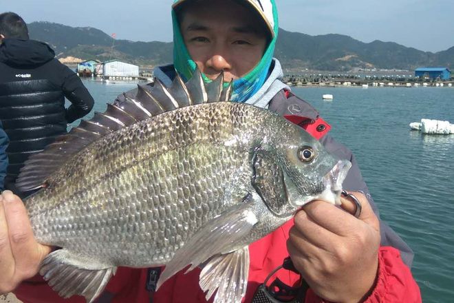黑鲷海钓(海钓黑鲷什么潮水好钓)
