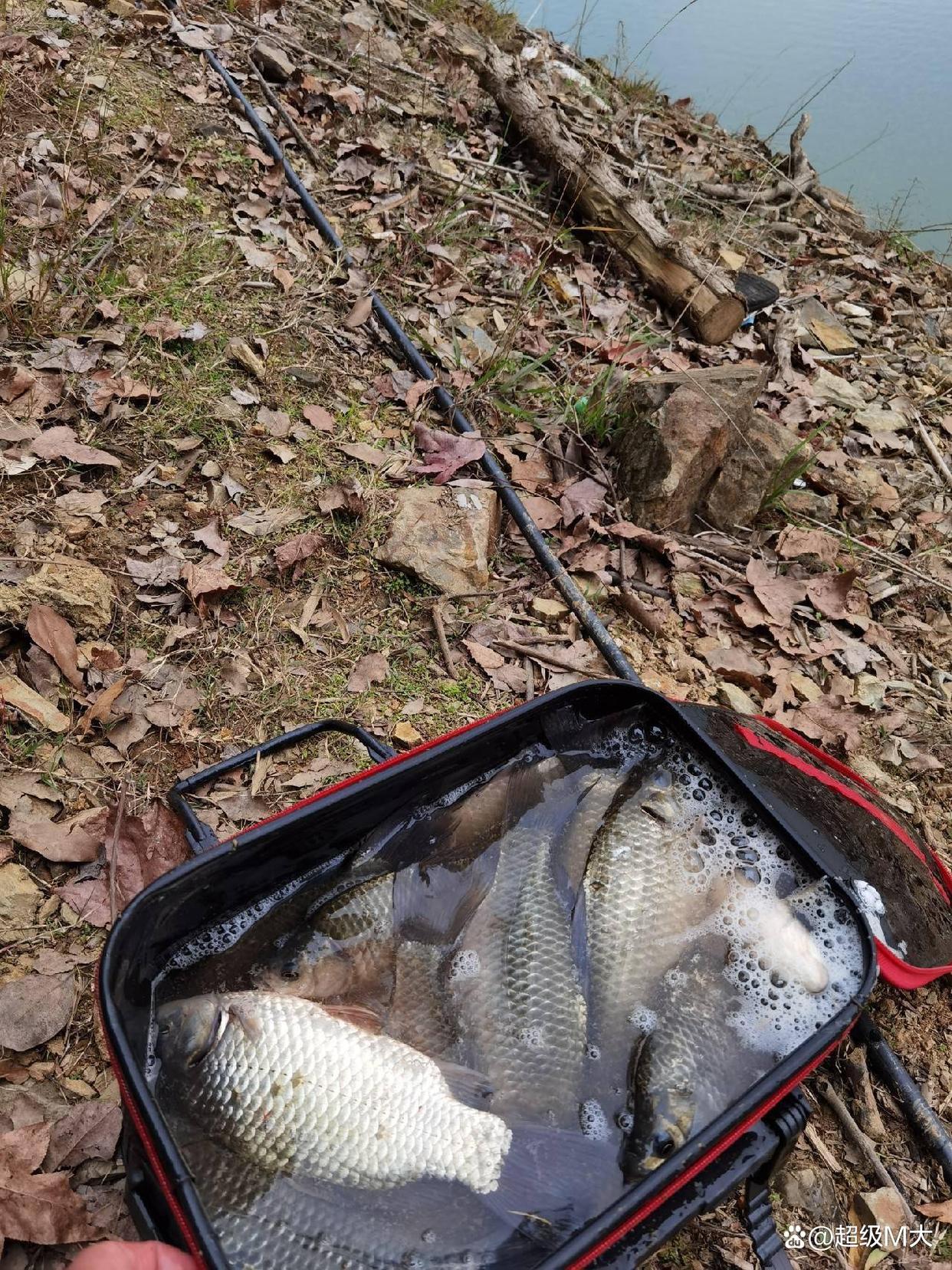 开春钓鲫鱼技巧(开春钓鲫鱼技巧视频) 开春钓鲫鱼技巧(开春钓鲫鱼技巧视频)