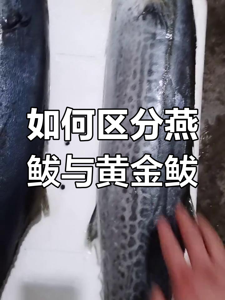 海钓燕鲅鱼技巧(海钓燕鲅鱼需要什么饵) 海钓燕鲅鱼技巧(海钓燕鲅鱼需要什么饵)