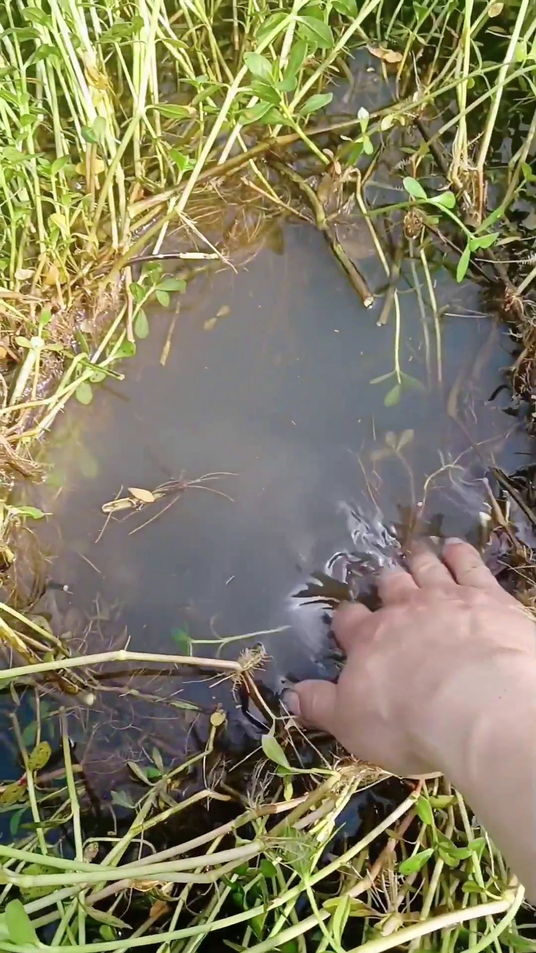捕黄鳝技巧视频(捕黄鳝技巧视频讲解) 捕黄鳝技巧视频(捕黄鳝技巧视频讲解)