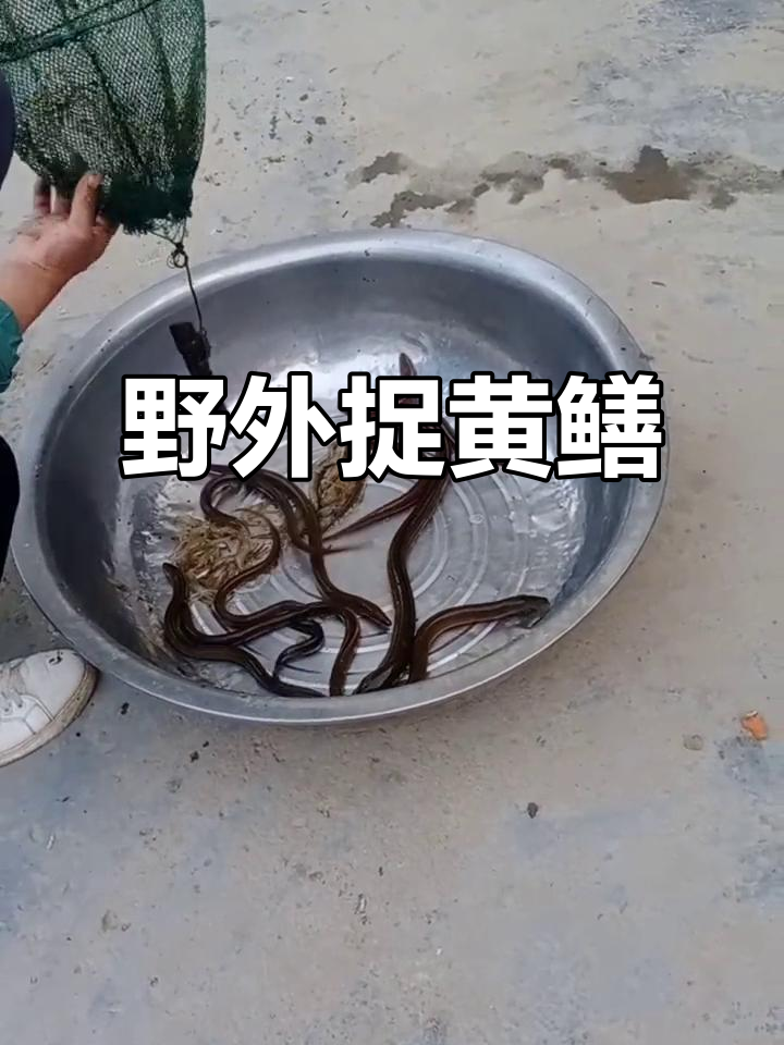 捕黄鳝技巧视频(捕黄鳝技巧视频讲解) 捕黄鳝技巧视频(捕黄鳝技巧视频讲解)