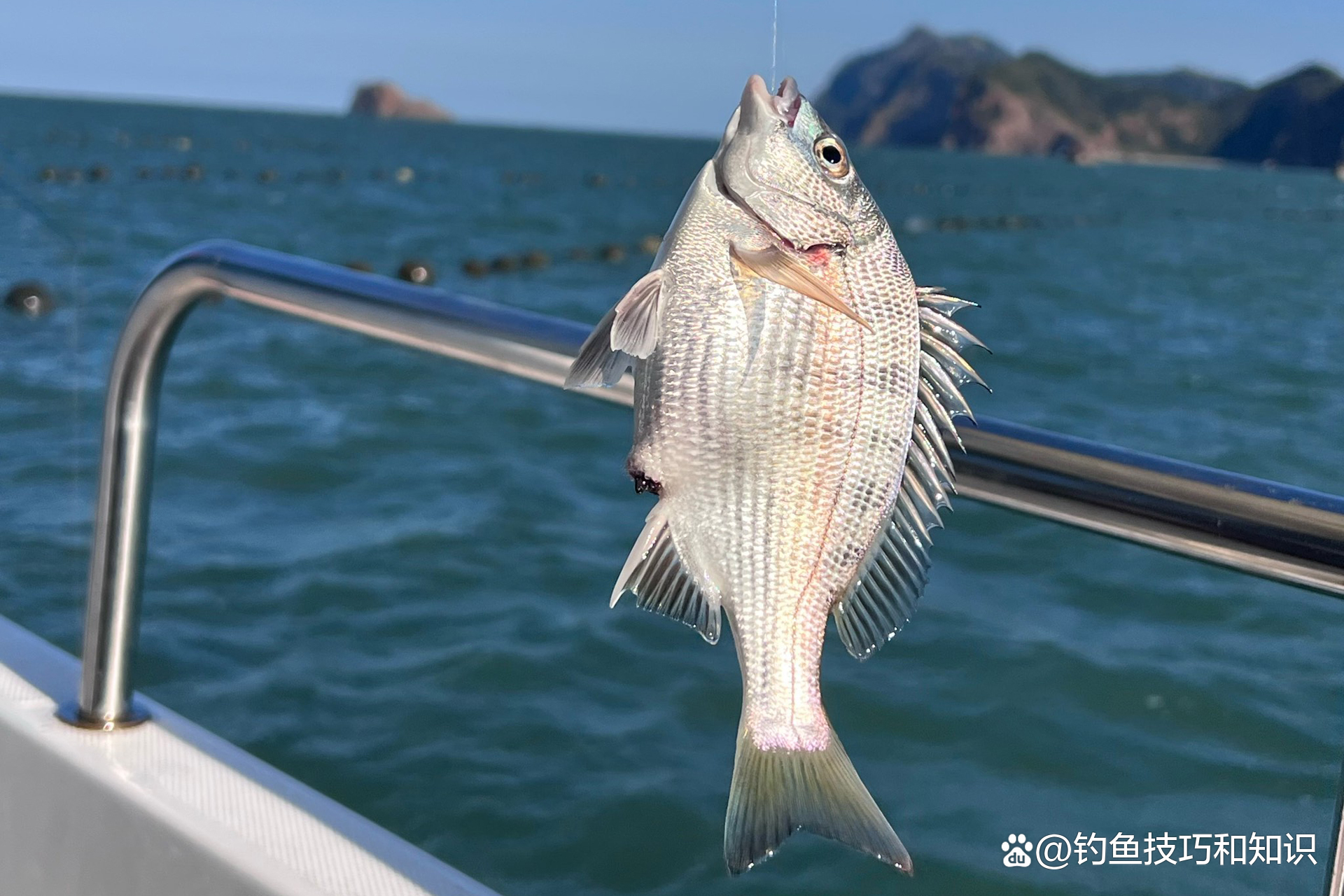 海钓的鱼有哪些(海钓钓到什么鱼最值钱) 海钓的鱼有哪些(海钓钓到什么鱼最值钱)