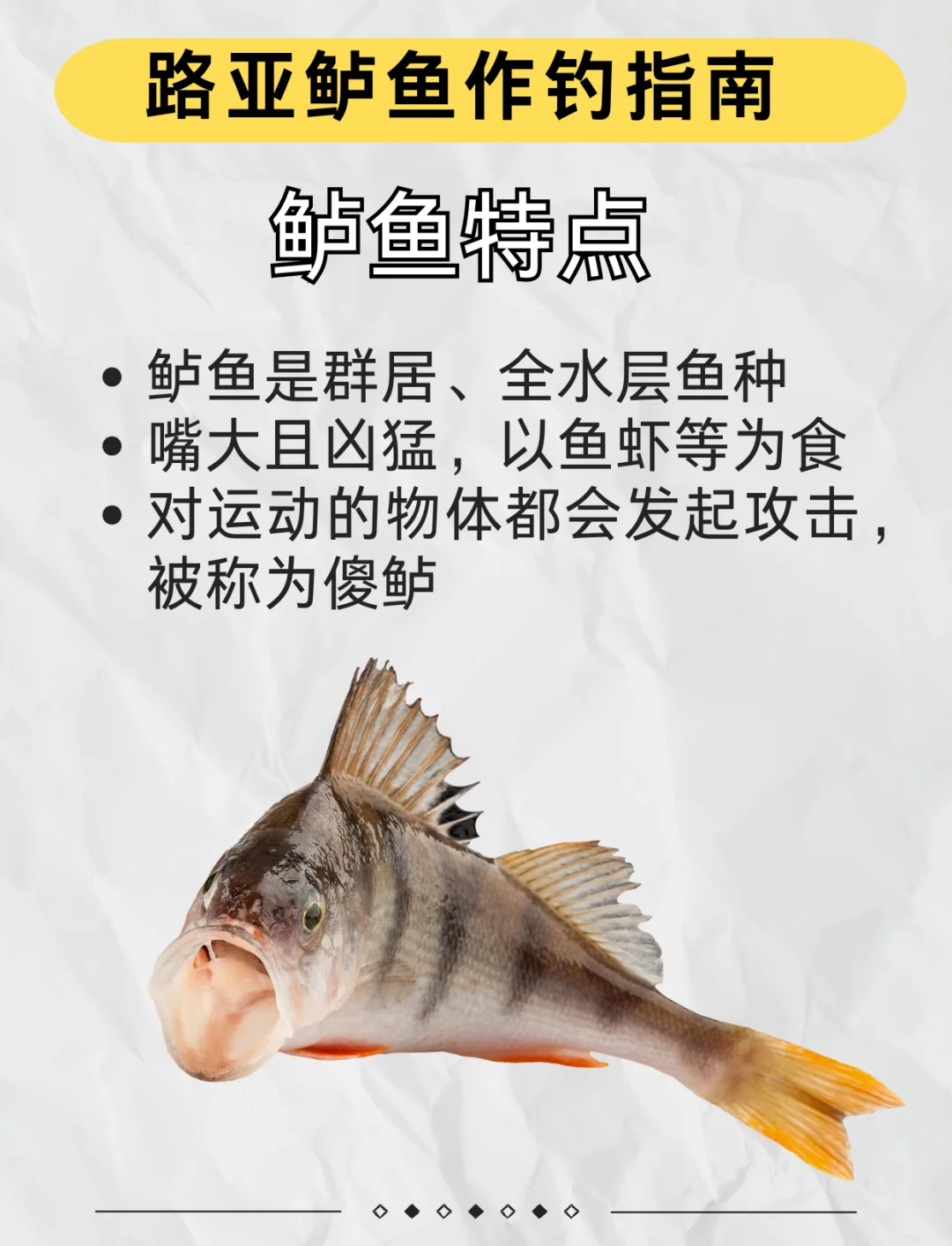 路亚淡水鲈鱼怎么钓法(路亚钓淡水鲈鱼手法)