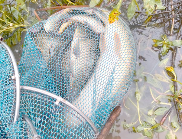 冬季野钓草鱼技巧视频(冬季野钓草鱼用什么饵料最好) 冬季野钓草鱼技巧视频(冬季野钓草鱼用什么饵料最好)