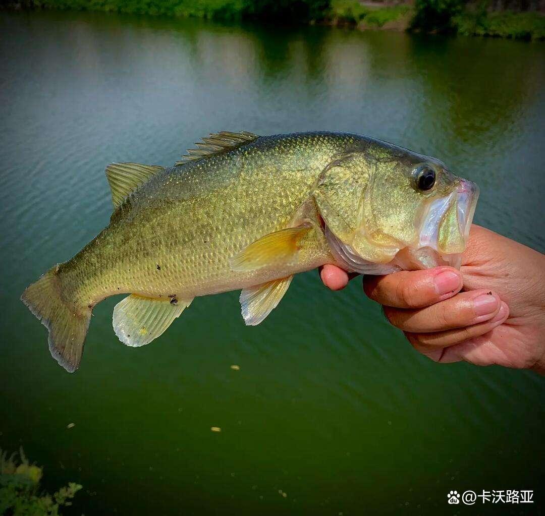 路亚鲈鱼的钓点(路亚鲈鱼钓法) 路亚鲈鱼的钓点(路亚鲈鱼钓法)