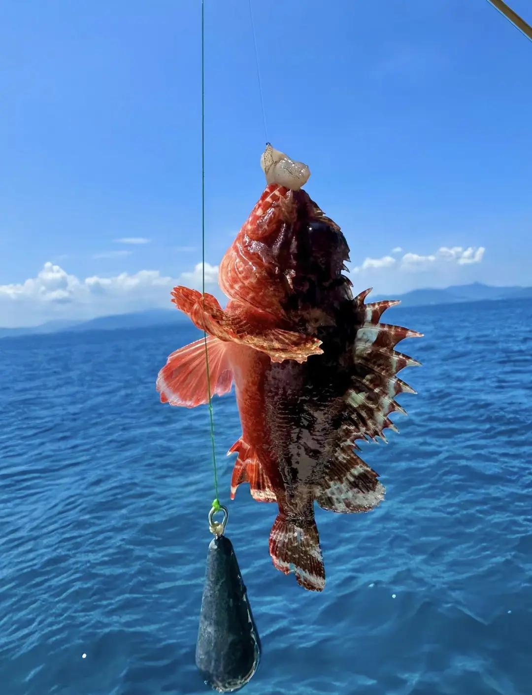 山东远海海钓(远海海钓一次多少钱) 山东远海海钓(远海海钓一次多少钱)
